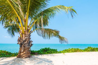 Hindistan cevizi palmiyesi etrafındaki deniz okyanusu koyunun güzel tropikal doğası tatil için.