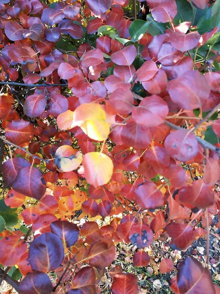 Hojas Rojas Violetas Otoño Plaza Hermosa Naturaleza —  Fotos de Stock