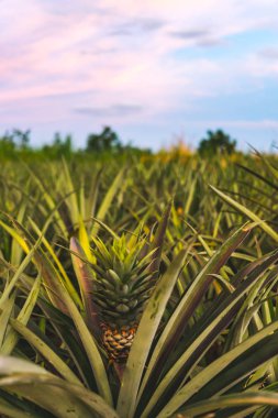 Gün batımında küçük ananas, Hua Hin yakınlarındaki alanlarda büyüyen, Tayland.