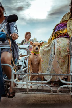 Bu görüntü Hua Hin, Tayland bir pazarda bir scooter üzerinde sahipleri ile sürme bir köpek gösterir