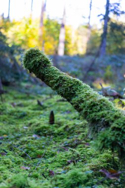 Almanya'da bir ormanda ölü odun üzerinde büyüyen yosun