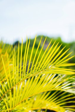 Tayland'da bir tepenin önünde Bitki