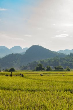 Mai Chau halkı tarlalarda çalışıyor.