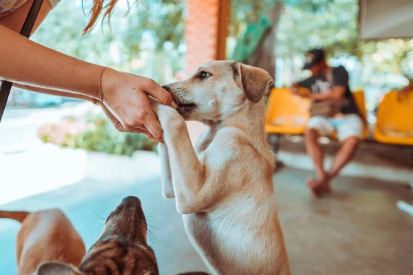 Filhote Cachorro Abrigo Cumprimentando Visitantes — Fotografia de Stock