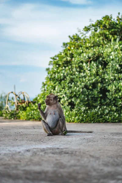 Sentado Cima Colina Este Mono Está Disfrutando Aperitivo — Foto de Stock
