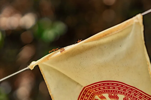 Ants Climbing Flag Next Bhuddist Temple — Stock Photo, Image