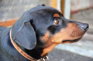 Genç köpek Dachshund