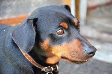 Genç köpek Dachshund