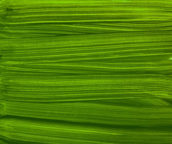 Drewno Tekstura Sztuka Projekt Pędzel Farby Gwasz Paski Lato Zielony — Zdjęcie stockowe