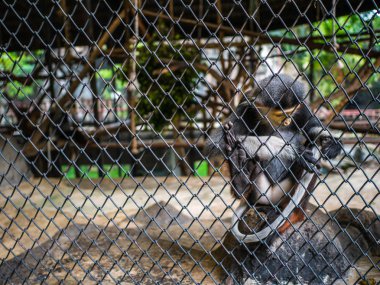 Kırmızı şişlemiş douc maymun Hayvanat Bahçesi bangkok Tayland, Pygathrix nemaeus maymun cag arkasında kırmızı şişlemiş douc maymuna alanında kuyruğunu Scratch