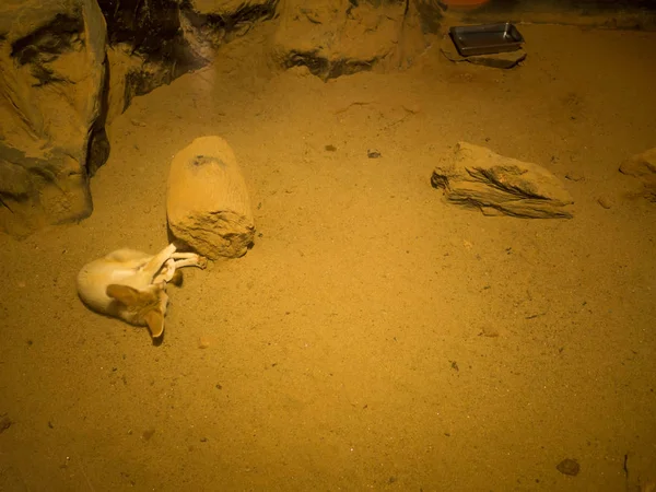 Sand Fox Sleep on the floor,Sand fox in Zoo bangkok thailan