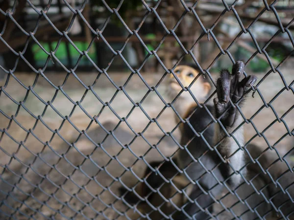 Red Shanked Douc Monkey Hold Cage Look Sad Look Monkey — Stock Photo, Image