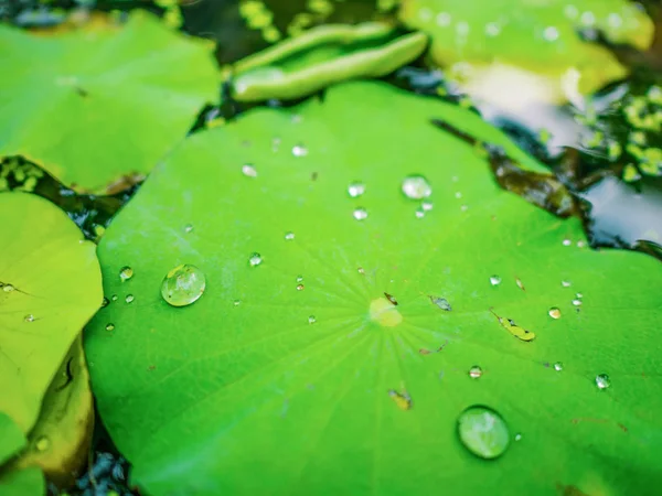 Water Drop on Lotus Leaf,Lotus leaf in the water pond,Beautiful Green lotus leaf,Green lotus leaf textur