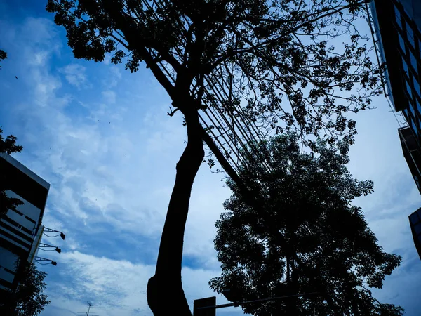 silhouette Tree Building and electronic in The city,Evening sk