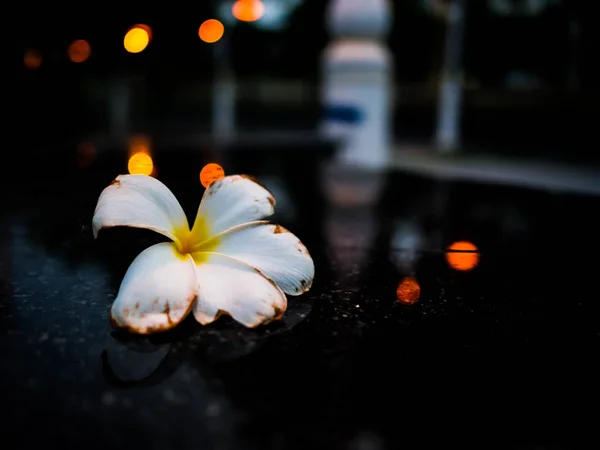 White Plumeria flowers Fall From the tree,Beautiful flower