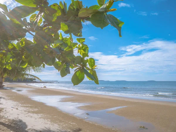 Günışığı, pastoral okyanusta tatil zamanı, yaz concep üzerinde güzel gökyüzü ve okyanus yanındaki ağaca kapatın