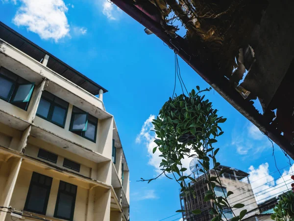 Small ivy in the small tree pot hang under the ceiling with beautiful sky in the city