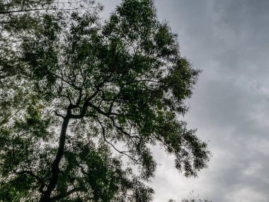 Ağaç ve beyaz bulutlar cennet doğa konsepti ile mavi gökyüzü arka plan üzerinde