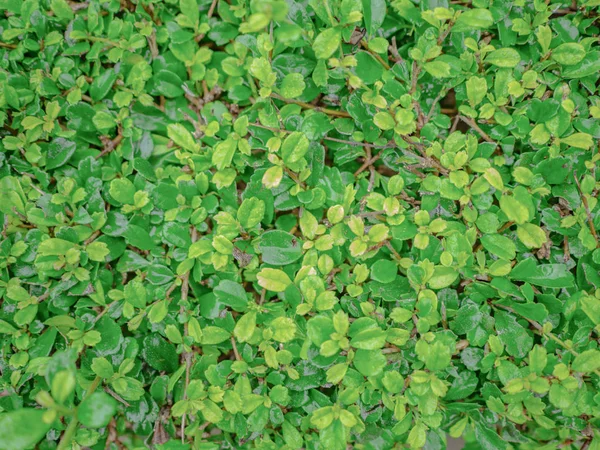 Kleine Groene Blad Textuur Wallpape — Stockfoto