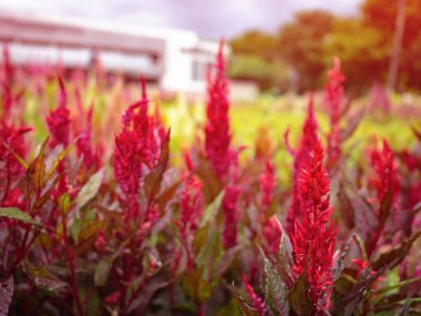 Horoz 's tarak çiçekler, güzel natur gümüş