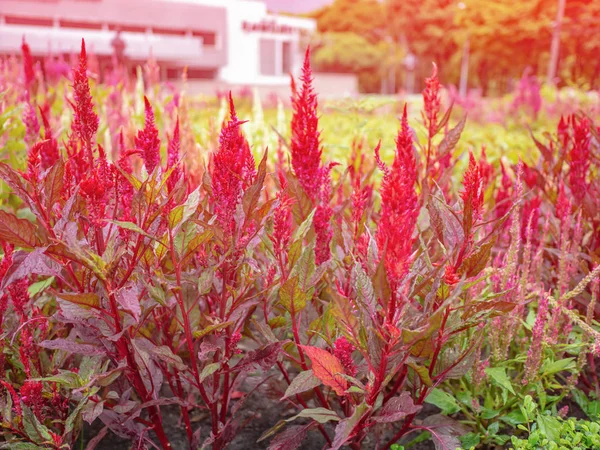 Horoz 's tarak çiçekler, güzel natur gümüş