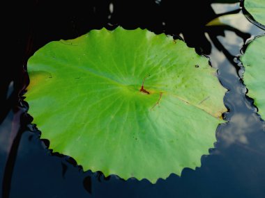 Güzel yeşil lotus su birikintisi yapraklar. Oryantal Bahçe. Doğal egzotik adam