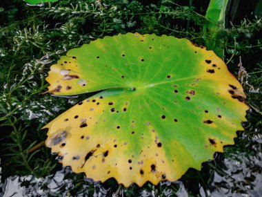 Güzel yeşil lotus su birikintisi yapraklar. Oryantal Bahçe. Doğal egzotik adam