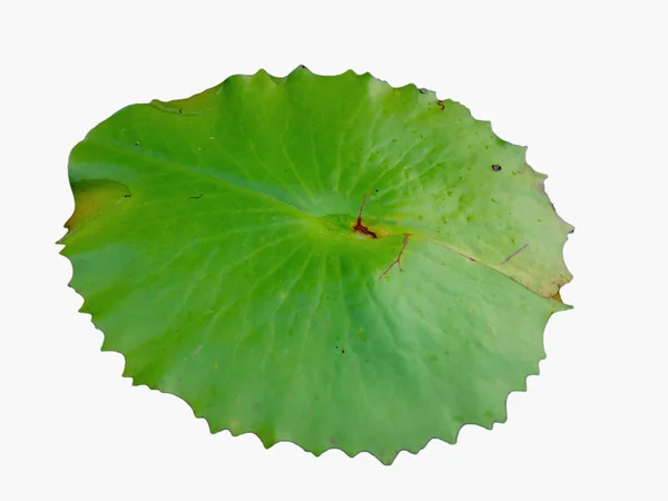 Yeşil lotus yaprağı ile izole adam