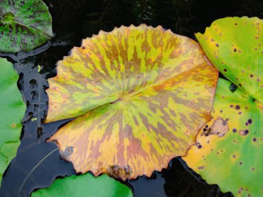 Güzel yeşil lotus su birikintisi yapraklar. Oryantal Bahçe. Doğal egzotik adam