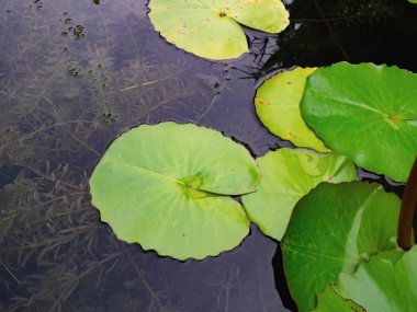 Güzel yeşil lotus su birikintisi yapraklar. Oryantal Bahçe. Doğal egzotik adam