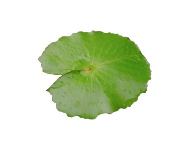 İzole adam yeşil lotus yaprağı