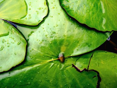 Güzel yeşil lotus su birikintisi yapraklar. Oryantal Bahçe. Doğal egzotik adam