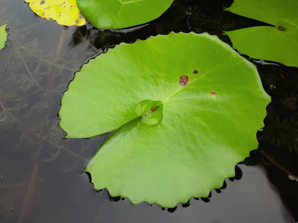 Belles Feuilles Lotus Vert Dans Étang Eau Jardin Oriental — Photo