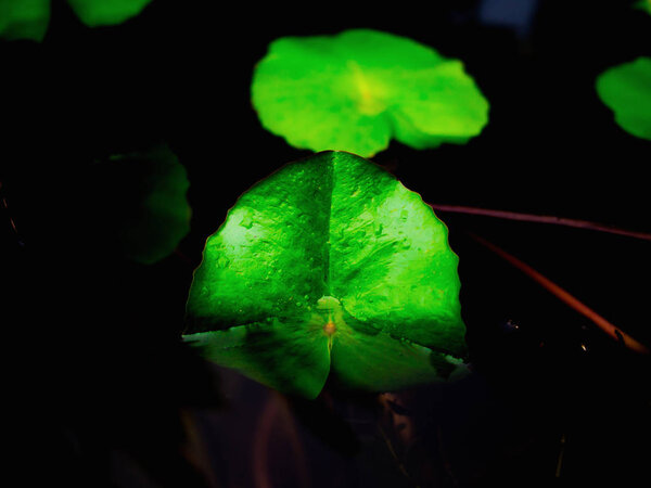 Зеленый лотос в водоеме, восточный сад.

