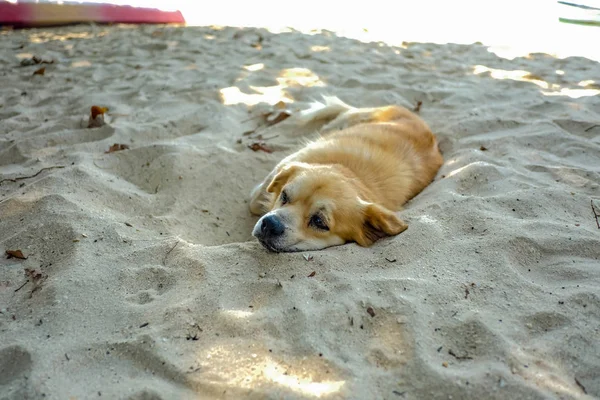 Cutie Dog Mira Aburrido Bostezar Playa Koh Mak Island Trat — Foto de Stock