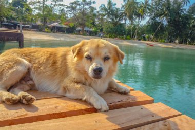 Ahşap iskele üzerinde köpek kadar tatil zamanında, koh mak Adası Tayland kapatın