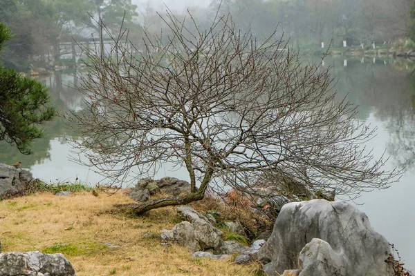 Falling Tree in xihu lake(west lake) hangzhou china in winter season