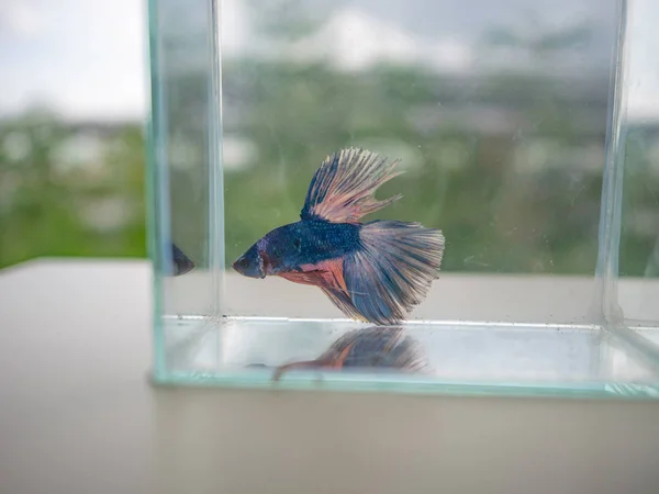 Siyam mücadele balık fish tank yukarıya kapatmak