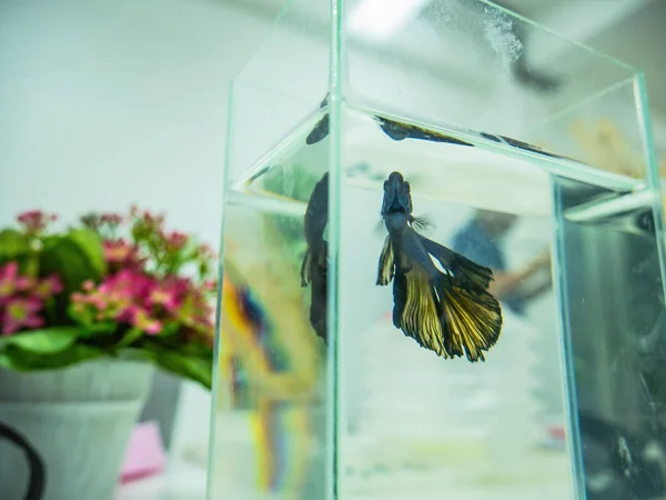 Siyam mücadele balık fish tank yukarıya kapatmak