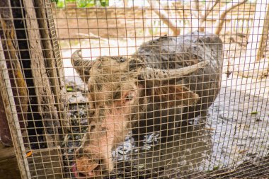 Yaklaş Albino Buffalo, metal kafesin arkasında çamurculuk oynarken mutlu görün.