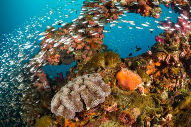Cam balık Ss Yongala gemi batık, Great Barrier Reef, Avustralya, yüzlerce canlı mercan