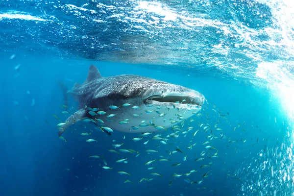 Tubarão Baleia Rhincodon Typus Seus Amiguinhos — Fotografia de Stock