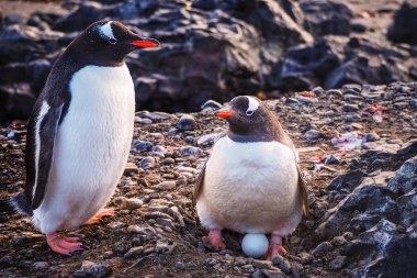 Gentoo Penguen (Pygoscelis Papua) yumurta ile