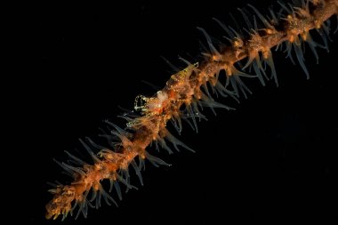 Altın benekli temiz karides