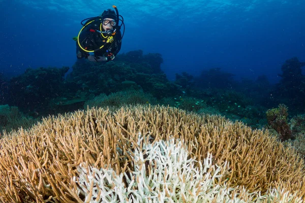 Mergulhador Branqueado Moribundo Acropora Coral — Fotografia de Stock