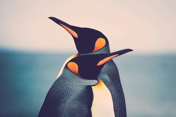 Koning Penguin Paar Aptenodytes Patagonicus — Stockfoto