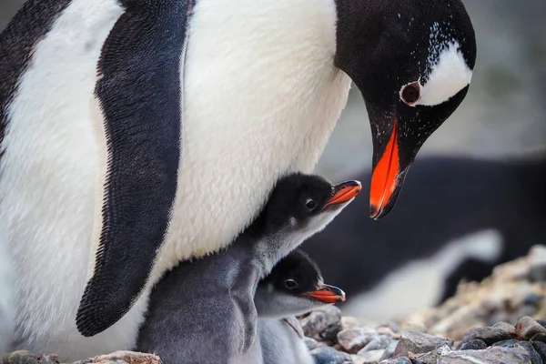 Caring Gentoo Penguin Two Chicks Pygoscelis Papua Stock Photo