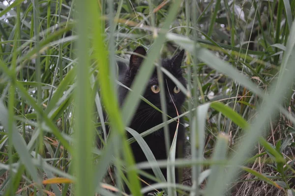 Devilish Look Black Cat Sitting Green Grass — Stock Photo, Image