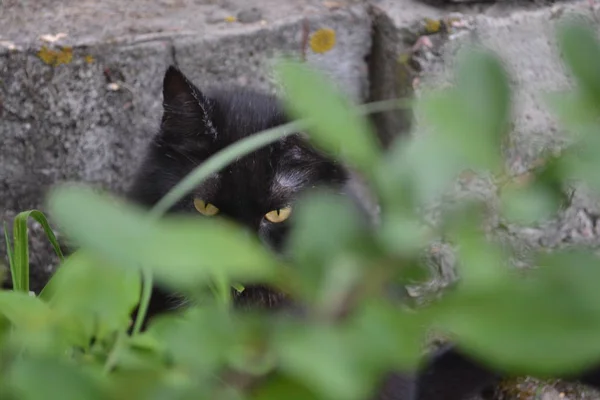 坐在绿草中的黑猫的邪恶表情 — 图库照片