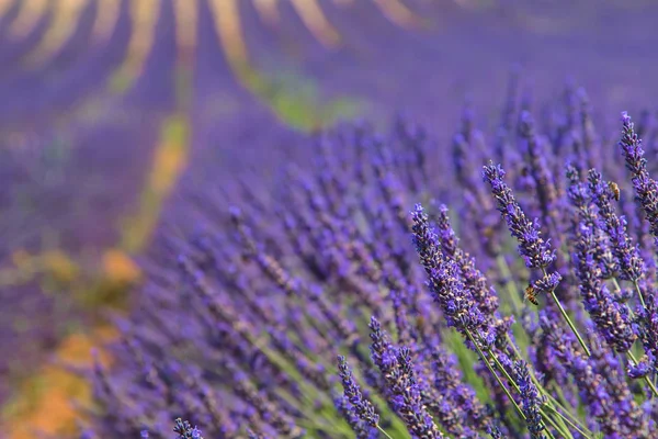 Lavender Field Provence France Colorful Purple Closeup Macro Shot French — Stock Photo, Image